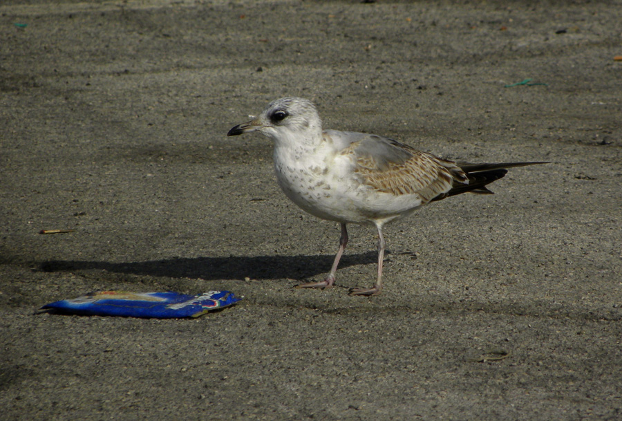 Gavina sfortunata